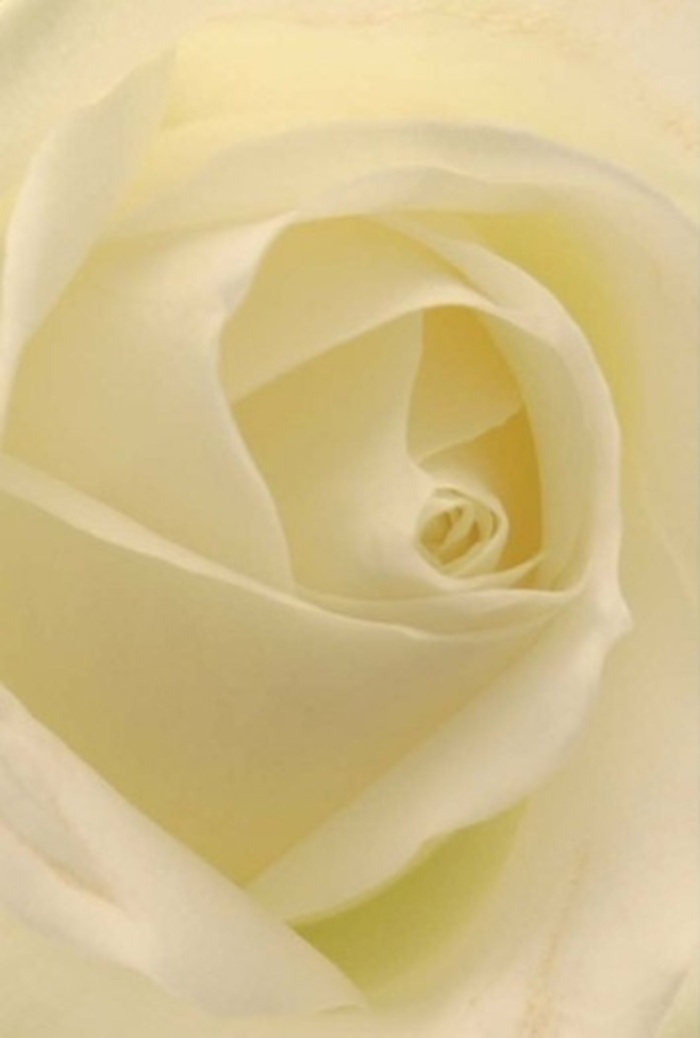 Close up, this timeless white rose reveals a world of quiet sophistication-smooth petals in gradations of cream and pale yellow unfurling in a perfect spiral, echoing the gentle natural light that pours through Westminster's peaceful courtyards. The matte surface of each petal lends a soft glow, while the touches of translucent ivory speak of both new beginnings and heartfelt connections. Subtle shadows fall artfully between layers, suggesting movement and depth, as if the bloom was bathed in morning sunshine on the steps of a stately Westminster townhouse. Local floral expertise is evident in the way each petal is positioned with precision, balancing symmetry with organic grace. This rose's versatility is unmatched-whether as an elegant offering for an apology, an anniversary, or a refined wedding centrepiece in Mayfair's historic venues. The understated aroma drifts in the imagination, clean and slightly sweet, recalling the serenity of a quiet day in St John's Gardens. It is a living tribute to the delicate harmony and gentle resilience found in the best Westminster bouquets.